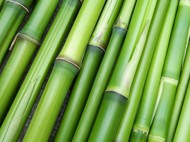 10 meilleures variétés de bambou pour votre jardin