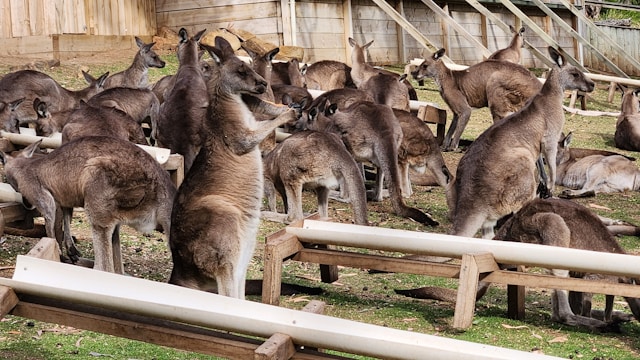 Découvrez les sanctuaires de bien-être animal