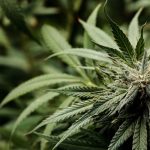 Gorilla Glue chanvre