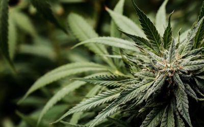 Gorilla Glue chanvre